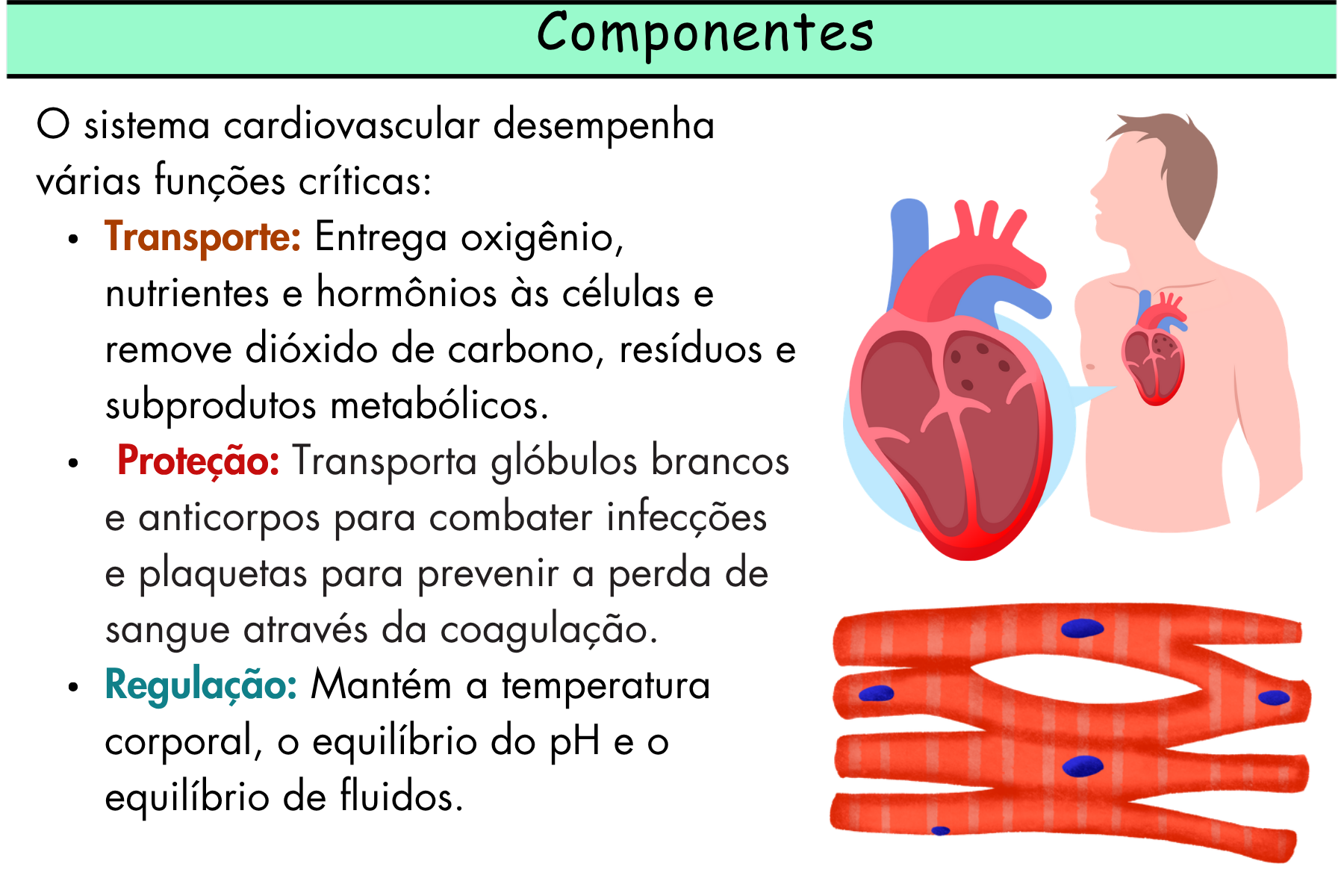 Digital Cardiovascular Flashcards -1.pdf(1)