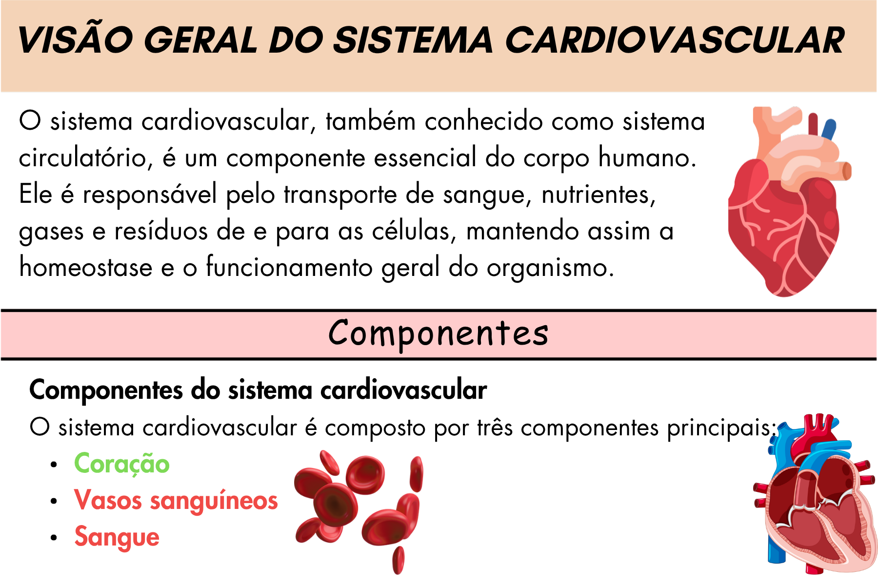 Digital Cardiovascular Flashcards -1.pdf(3)