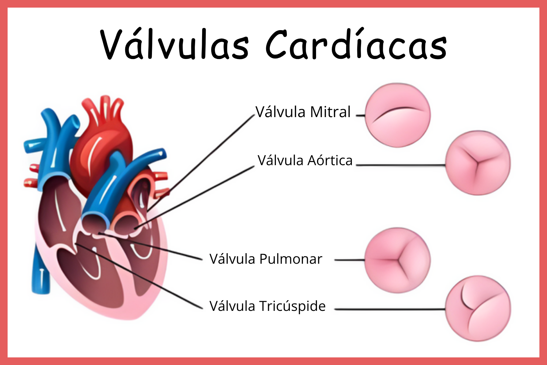 Digital Cardiovascular Flashcards -1.pdf(7)
